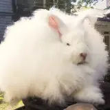 Puszysty królik angorski, którego sierść przypomina miękki angora materiał, siedzi na zewnątrz.