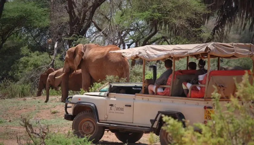 Słonie na safari w Kenii. Turyści w jeepie zastanawiają się, jakie buty na safari w Kenii będą najlepsze, by podziwiać te zwierzęta.