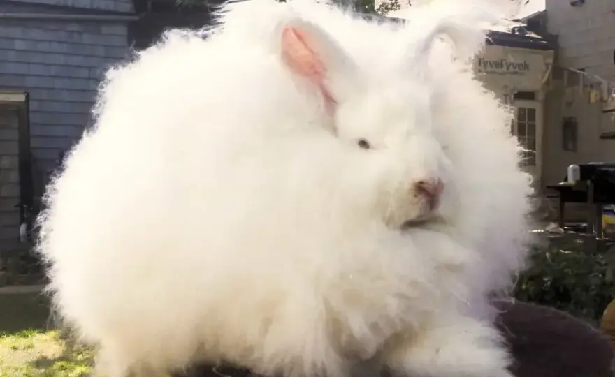 Angora w ubraniach - właściwości, pielęgnacja i wybór